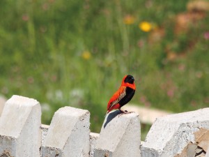 ミナミキンランチョウの雄 色が鮮やかになる